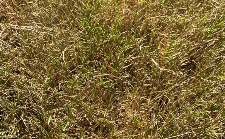 Diagnosing The 7 Most Common Bermuda Grass Problems