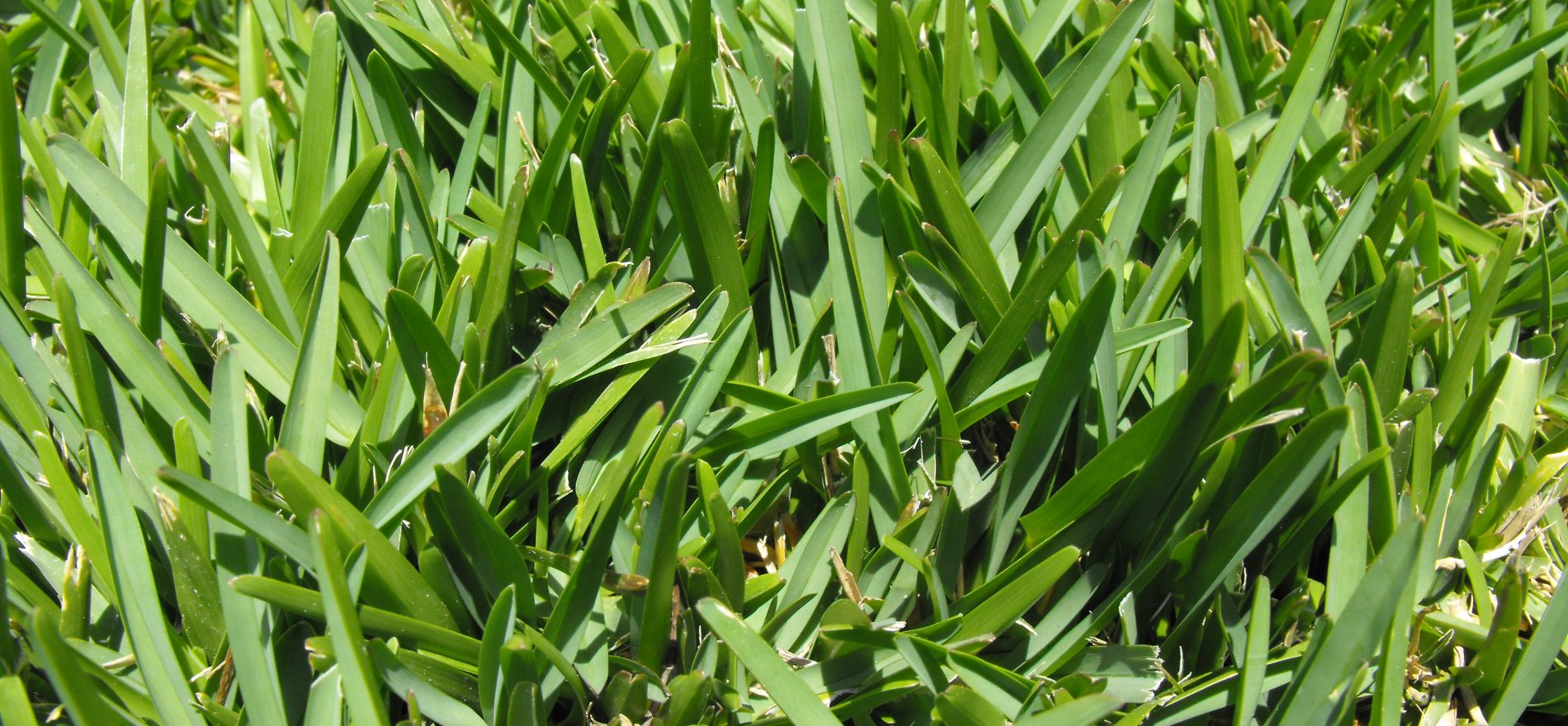 St. Augustine Grass How to grow St. Augustine in southern lawns