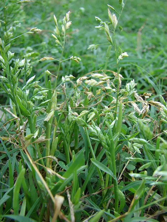 Ultimate Weed Identification Guide With Pictures Lawn And Petal