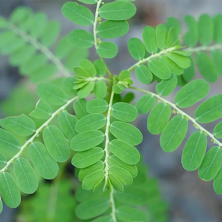 Ultimate Weed Identification Guide - With Pictures - Lawn and Petal