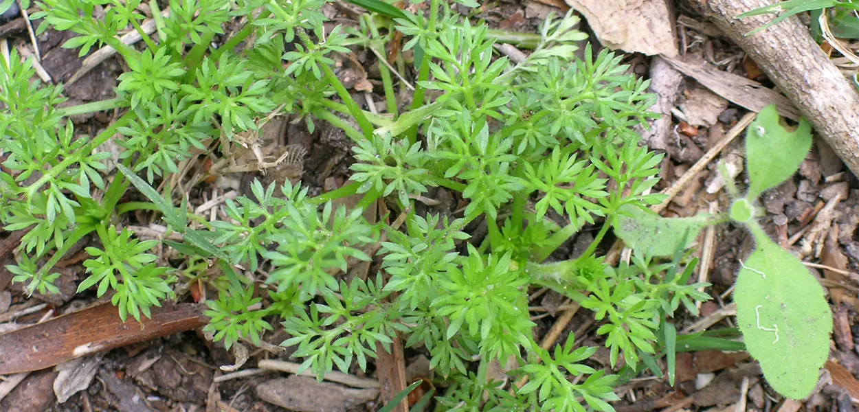 Ultimate Weed Identification Guide - With Pictures and Recommendations ...