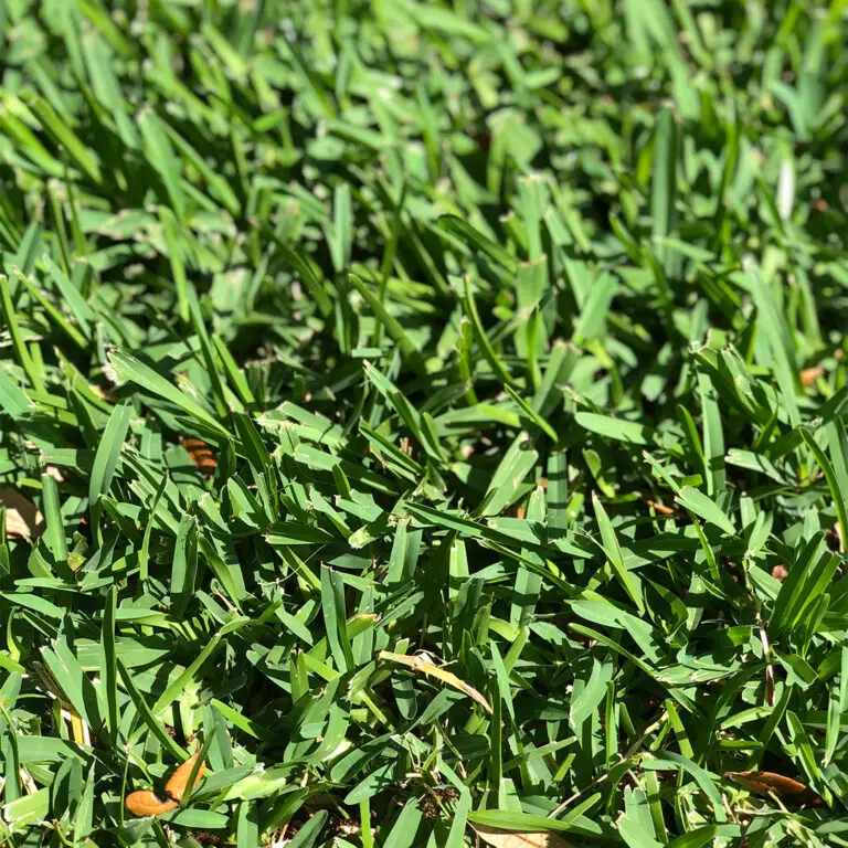 How To Plant St Augustine Grass Using Plugs - Lawn And Petal