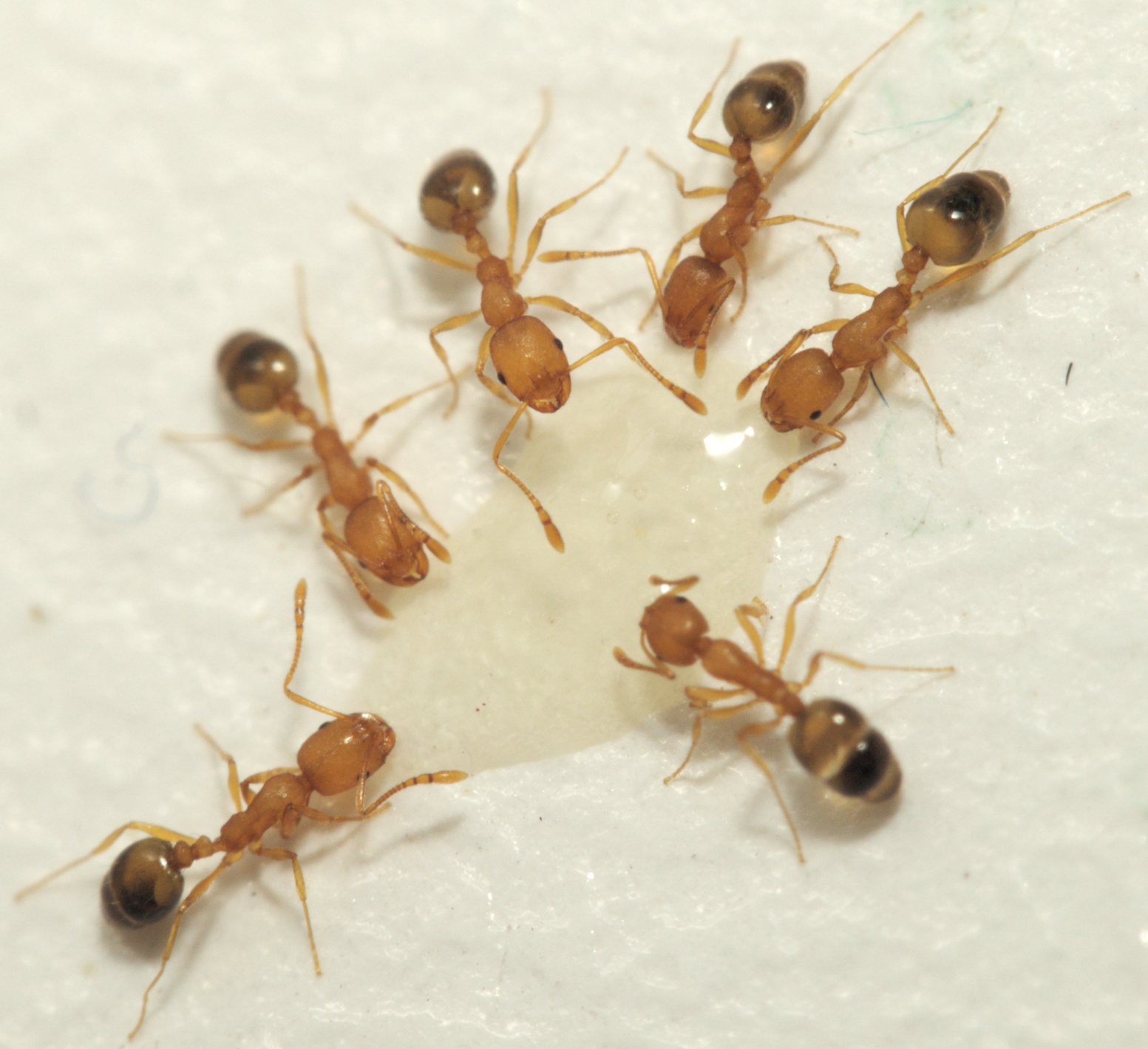 How to Get Rid of Pharaoh Ants - Lawn and Petal