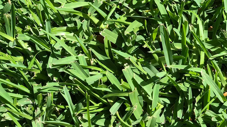 How To Plant St Augustine Grass Using Plugs Lawn And Petal
