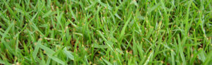 Zoysia Grass - Pros and Cons Plus Expert Tips for Growing a Healthy ...