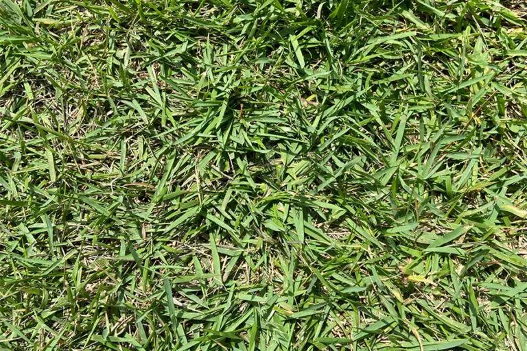 How to Seed a New Bermuda Lawn - Lawn and Petal