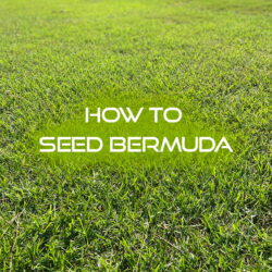 How to Seed a New Bermuda Lawn - Lawn and Petal