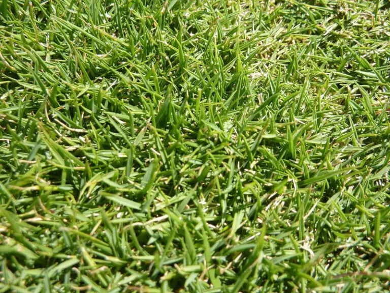 Zoysia Grass Seed What To Know Before You Sow A New Zoysia Lawn