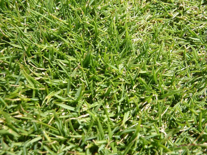 Zoysia Grass Seed What to Know Before You Sow a New Zoysia Lawn